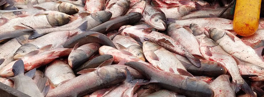 Asian Carp