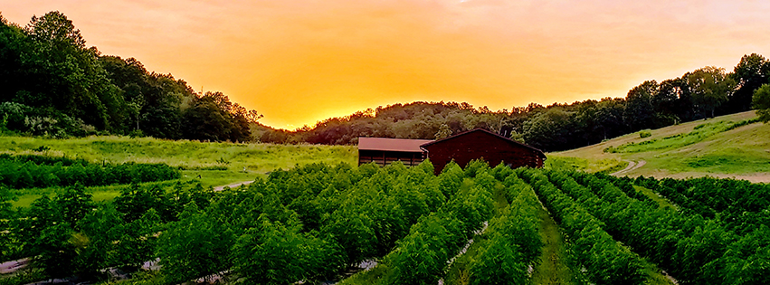 Hemp farm