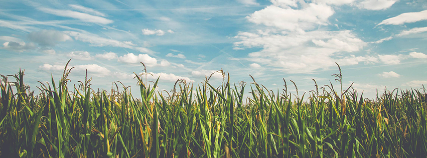 Corn field