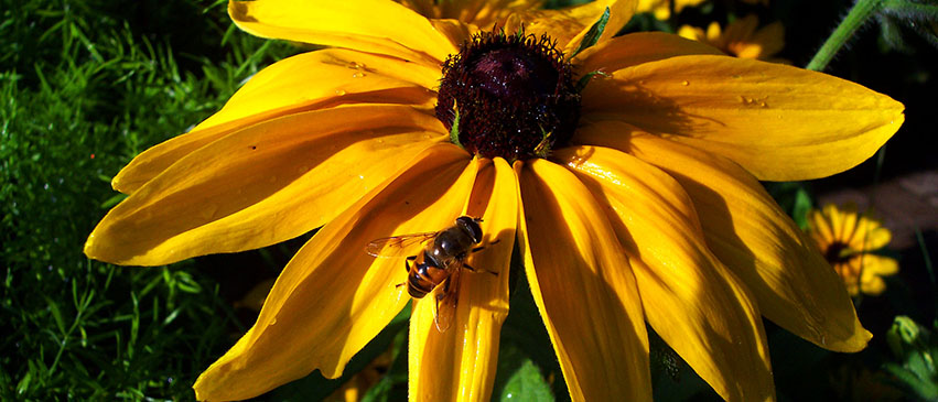 Bee on a sunflower