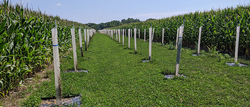 Rows of native trees are planted with corn at Allerton Park, an example of alley cropping.