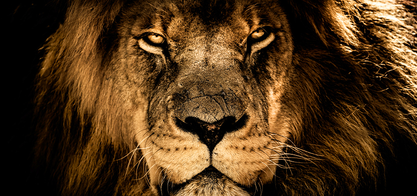 Close-up of a lions face