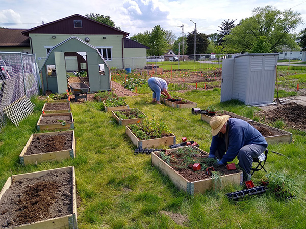 Gardeners working in one of the Budded Mattah gardens