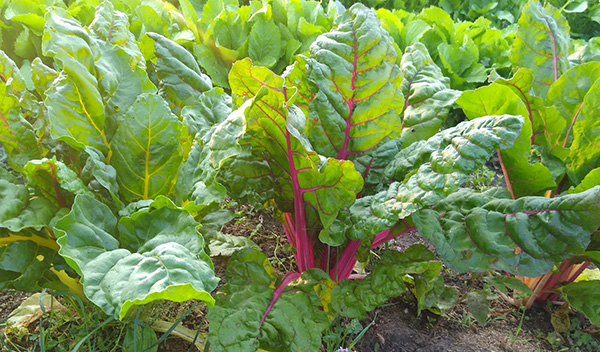 Plants in a garden