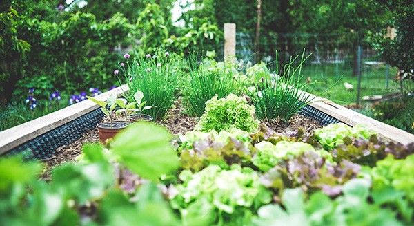 Herbs in a raised planter box