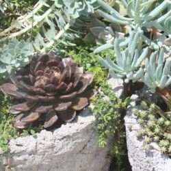 Succulents