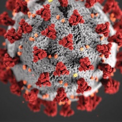 This illustration shows the structure of coronaviruses with their characteristic spikes on the surface. Courtesy of CDC/Alissa Eckert, MSMI; Dan Higgins, MAMS