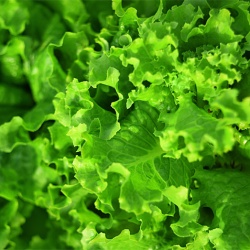 leafy vegetable