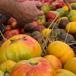 Heirloom tomatoes at the market