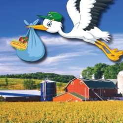 Graphic of stork flying with a bag of food over a farm 
