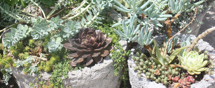 Succulents