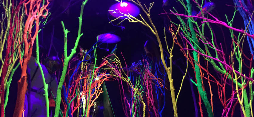 Meow Wolf