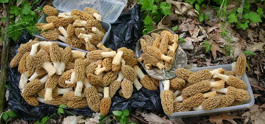 Long-time morel enthusiasts have their go-to spots, sometimes handed down for generations. 