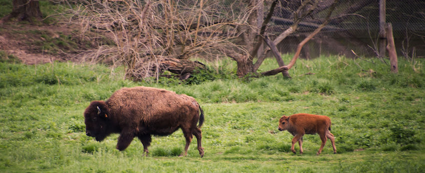 Wildlife Prairie Park