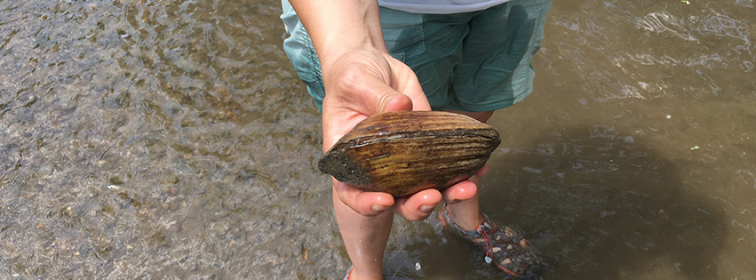 Holding a clam