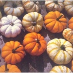 Carley Osterman, 11 years old: These pumpkins aren’t all orange, but every one is beautiful. 