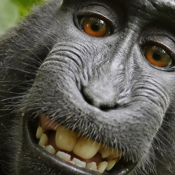 Macaca nigra self-portrait