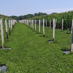 Rows of native trees are planted with corn at Allerton Park, an example of alley cropping.