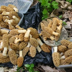 Long-time morel enthusiasts have their go-to spots, sometimes handed down for generations. 