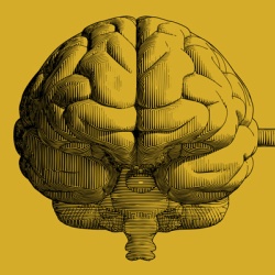 Line drawing of a brain